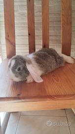 Coniglio nano femmina