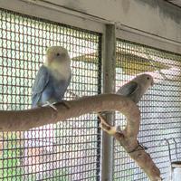 Inseparabili roseicollis mutati