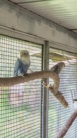 Inseparabili roseicollis mutati