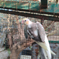 Pappagalli calopsiti