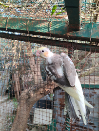 Pappagalli calopsiti