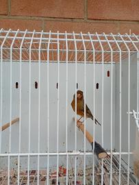 Canarino 