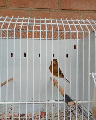 Canarino 