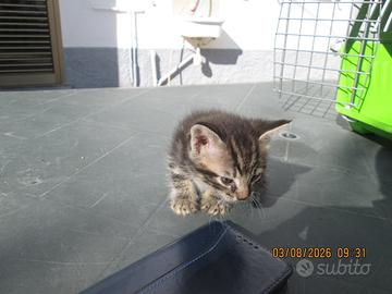 Gattini da adottare