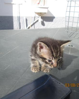 Gattini da adottare