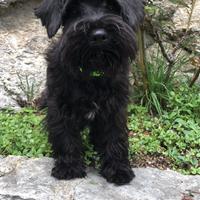 Schnauzer nano nero