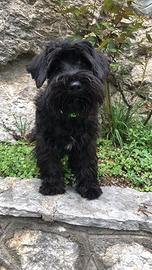 Schnauzer nano nero