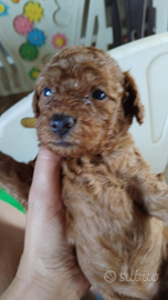 Anita barbone /barboncino nano rosso