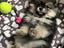 Immagine 4