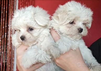 Cuccioli Maltese