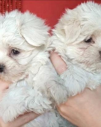 Cuccioli Maltese
