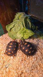 Tartarughe Carbonarie