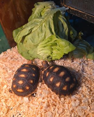 Tartarughe Carbonarie