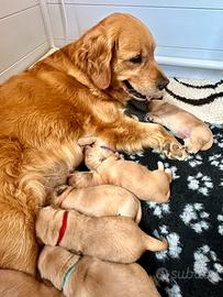 Golden retriever 90% americani