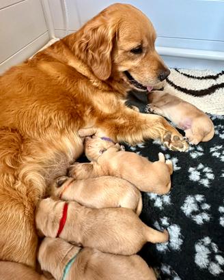 Golden retriever 90% americani