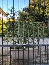 Oleandri in vado