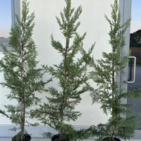 CUPRESSOCYPARIS LAYLANDII - SIEPE