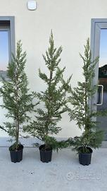 CUPRESSOCYPARIS LAYLANDII - SIEPE