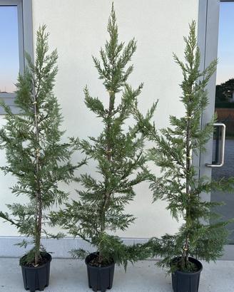 CUPRESSOCYPARIS LAYLANDII - SIEPE