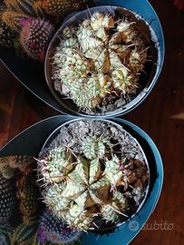 Euphorbia meloformis variegata vaso 14