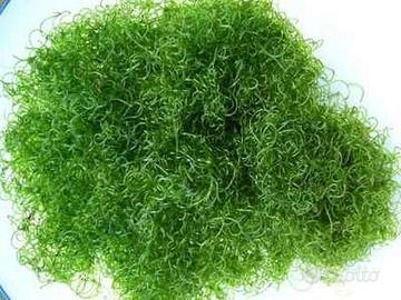 Alga Chaetamorpha
