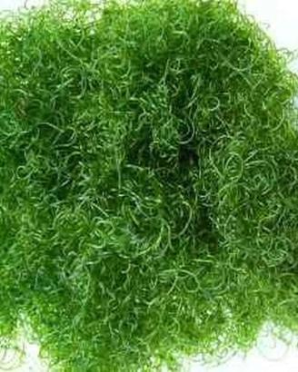 Alga Chaetamorpha