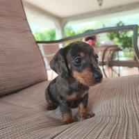 Bassotto Tedesco Cuccioli Arlecchino Silver