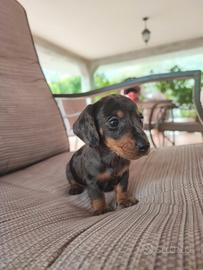 Bassotto Tedesco Cuccioli Arlecchino Silver