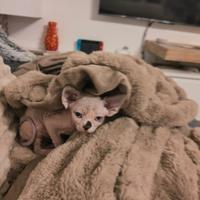 Sphynx con pedigree