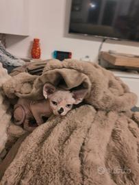 Sphynx con pedigree