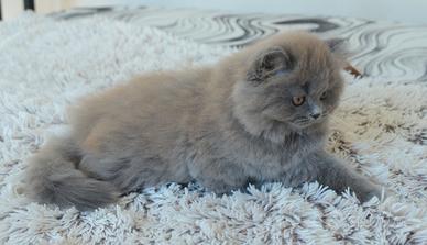 Scottish fold straight