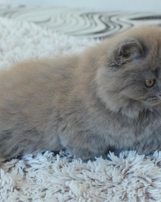 Scottish fold straight