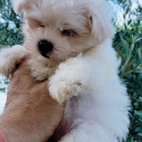 Maltese femmina piccolissima taglia