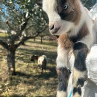 Capretta nana toy tibetana pezzata