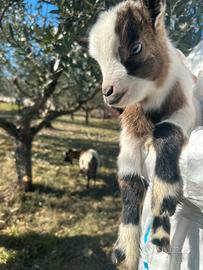 Capretta nana toy tibetana pezzata