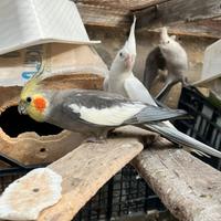 Per chi fosse interessato mi contatti per le calop