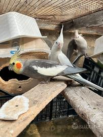 Per chi fosse interessato mi contatti per le calop