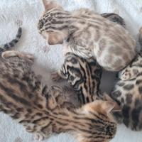Cuccioli gattini Bengala