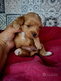 maltipoo cuccioli