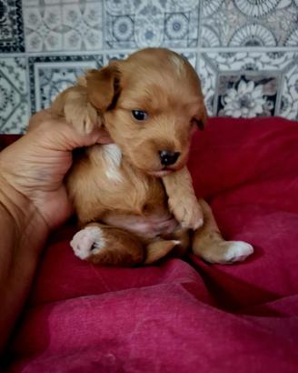maltipoo cuccioli