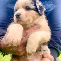 Pastore Australiano Australian Shepherd femmina