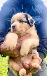 Pastore Australiano Australian Shepherd femmina
