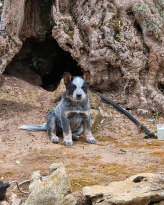Cuccioli australian cattle dog