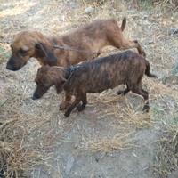 Coppia Segugi Maremmani Sulcis