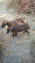 Coppia Segugi Maremmani Sulcis