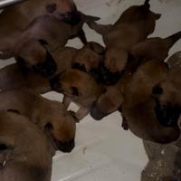 Allevamento Enci pastore belga Malinois