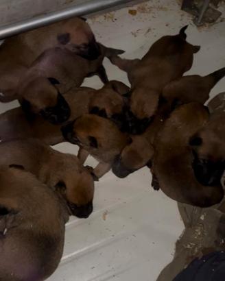 Allevamento Enci pastore belga Malinois
