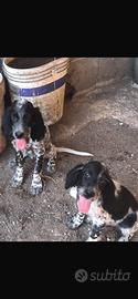 Setter Pointer