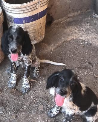 Setter Pointer