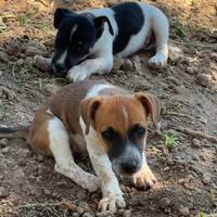 Cuccioli jack russel